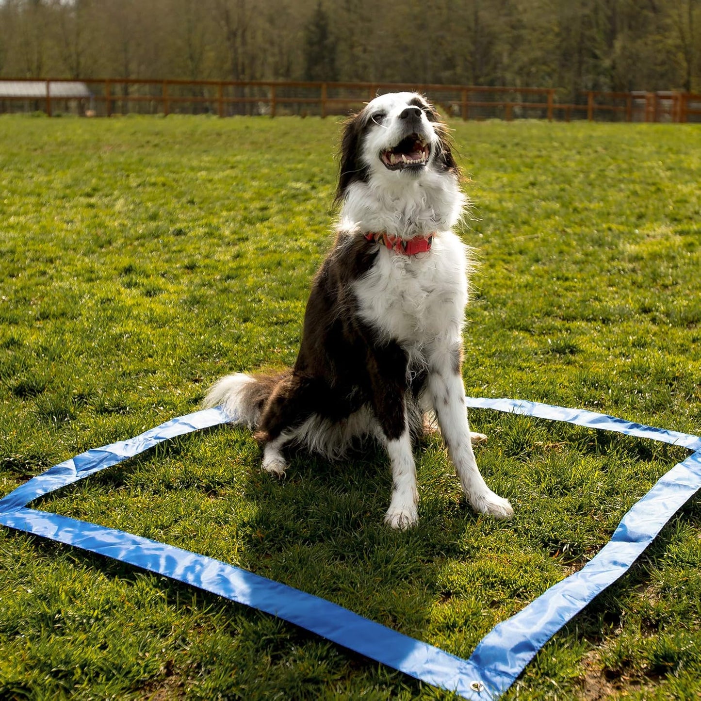 Dog Agility Training Equipment, 28 Piece Dog Obstacle Course, Training and Interactive Play Includes Dog Tunnel, Adjustable Hurdles, Poles, Whistle, Rope Toy with Carrying Case