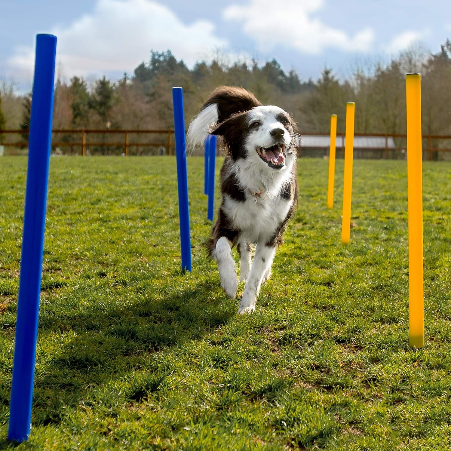 Dog Agility Training Equipment, 28 Piece Dog Obstacle Course, Training and Interactive Play Includes Dog Tunnel, Adjustable Hurdles, Poles, Whistle, Rope Toy with Carrying Case